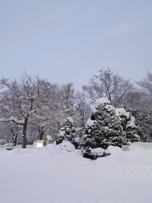 來旭川常磐公園必知的5件事！