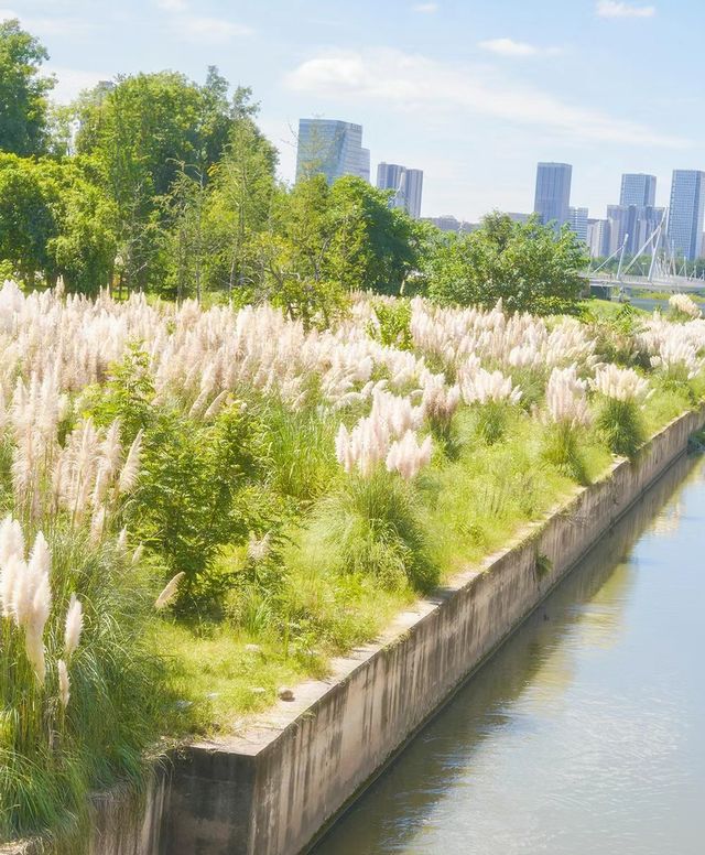 成都公園|我拍到了大片毛絨絨的蘆葦蕩真的好愛成都  更愛這個公園裡秋天隨風飄浮的蘆葦蕩這裡真的超大一