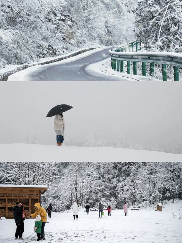 這裡不是東北，是雅安龍蒼溝｜成都2h雪國森林