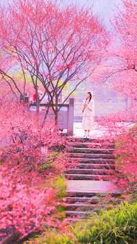 重慶春日賞花彩雲湖畔梅花盛放~攻略