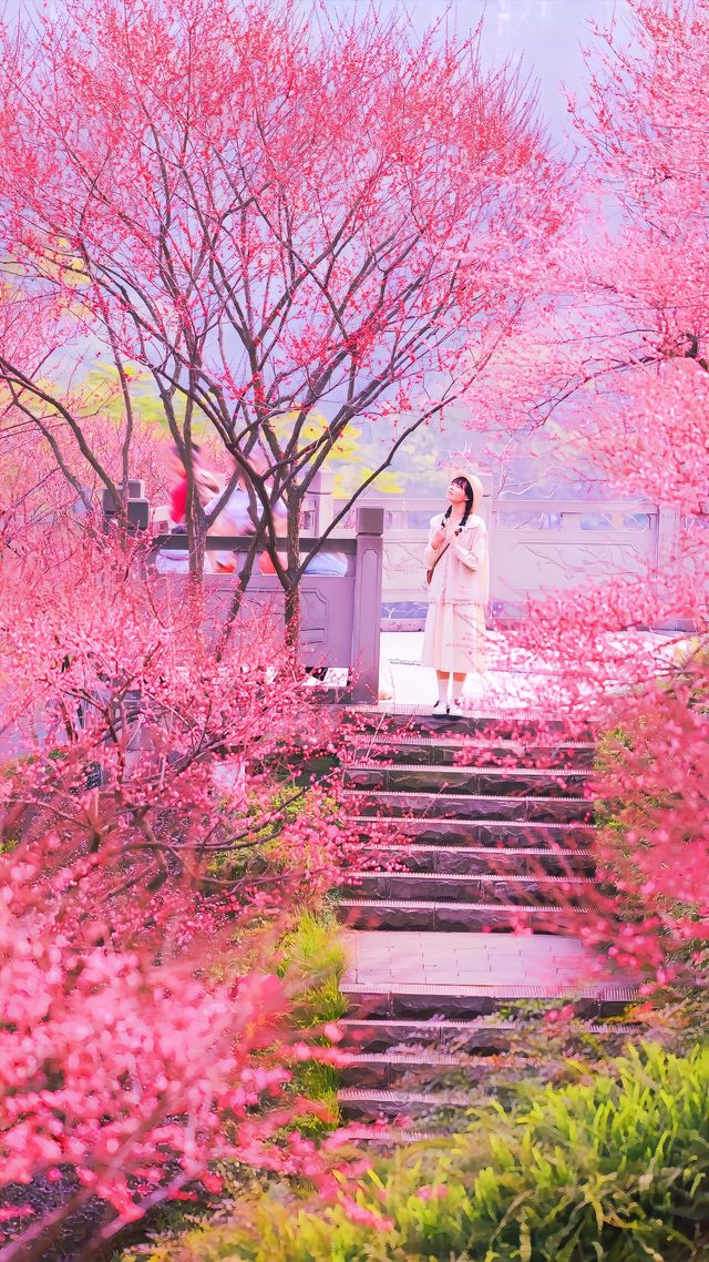 重慶春日賞花彩雲湖畔梅花盛放~攻略