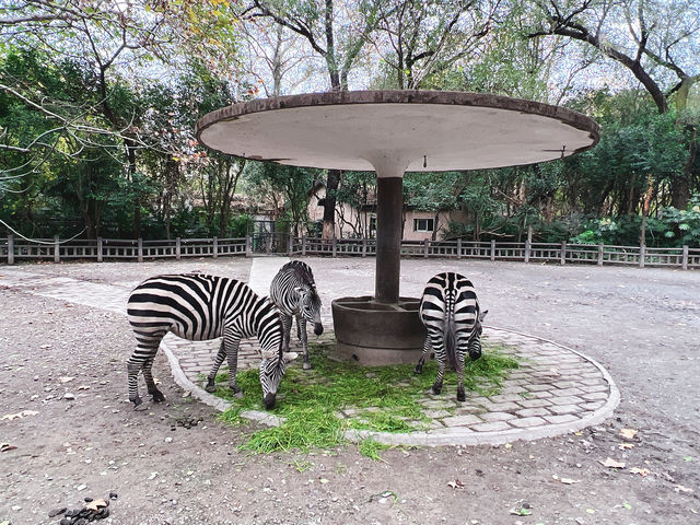 上海動物園保姆級旅遊攻略，看這篇就夠了！