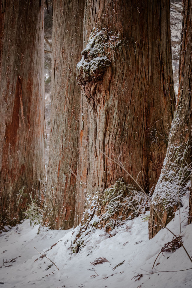 為了這座絕美神社，我在雪地中狂走2萬步