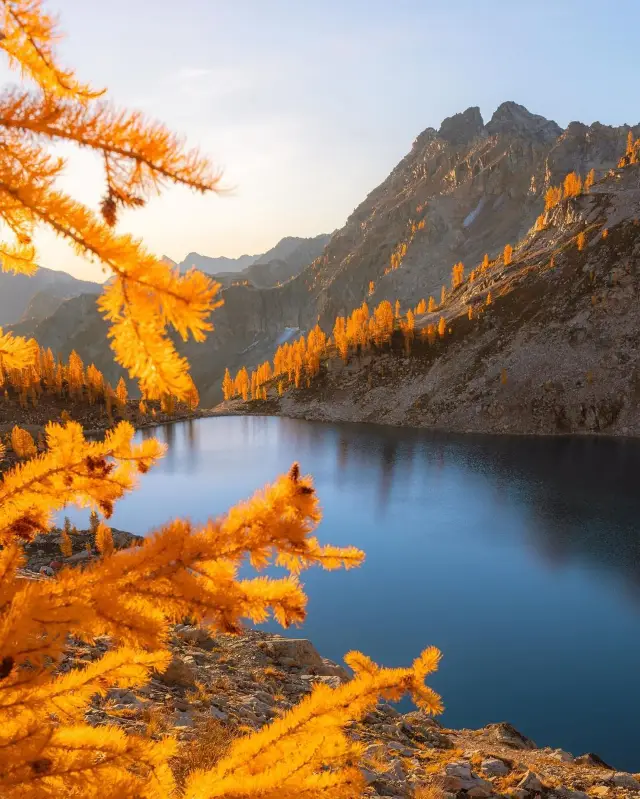 Unveiling the Captivating Larch Madness: Dive into the Spectacular Autumnal Delight in Washington's Cascades! 🍁✨