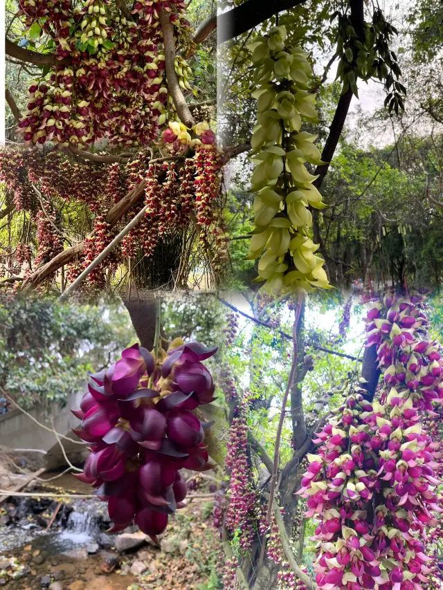 Spring outings and camping in Guangzhou, admiring the beauty of the bauhinia flowers