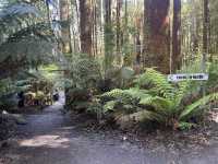 第一次樹頂漫步—Otway treetop walk