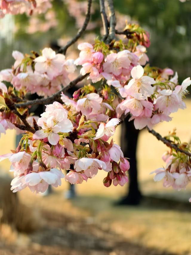 櫻花季（上海植物園）