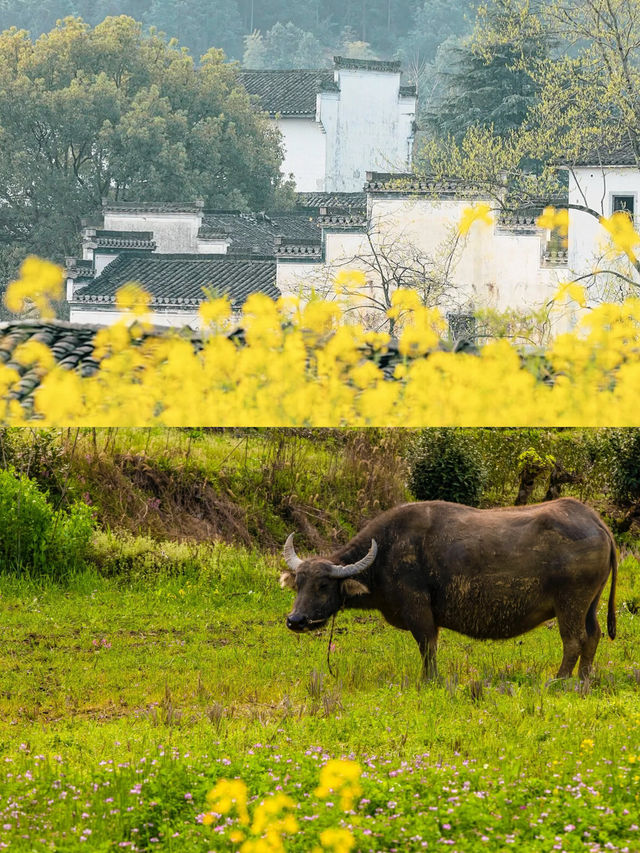 被遺忘的古村落—徽州石亭村