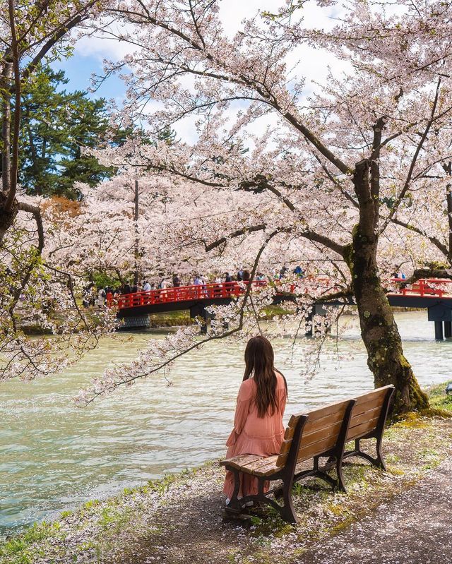 🌸 昨年の弘前公園の桜は美しかったです。