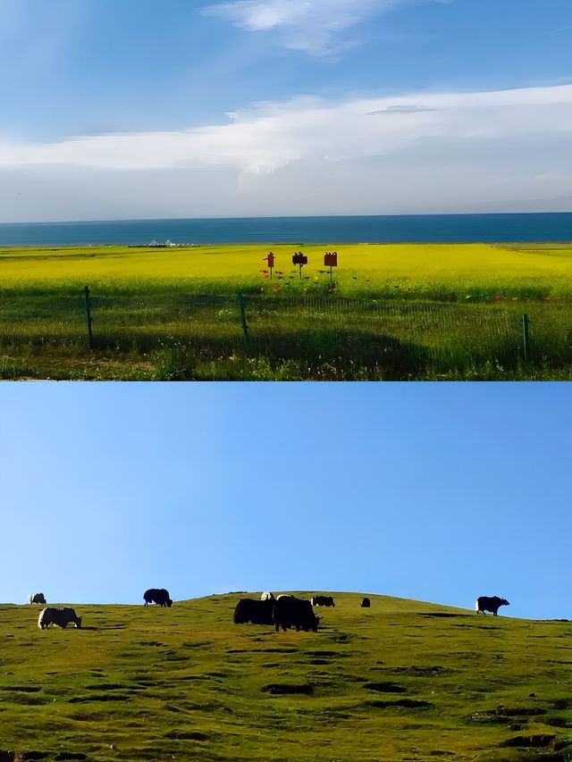 青海湖·環湖攻略