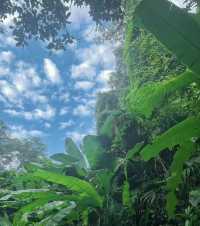 廈門植物園 | 雨林世界活化石