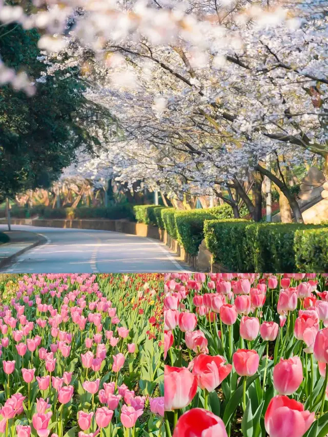 The upcoming Wuhan can be called the ceiling of domestic flower-viewing tourism