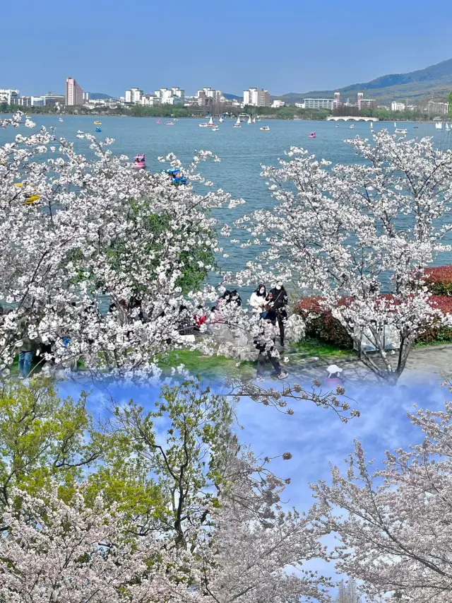 動く春が来た玄武湖のピンクの桜が満開です！美しい