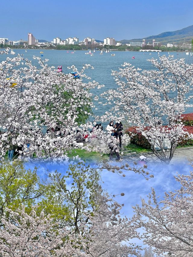 會動的春天玄武湖的粉櫻花開爆啦！美暈