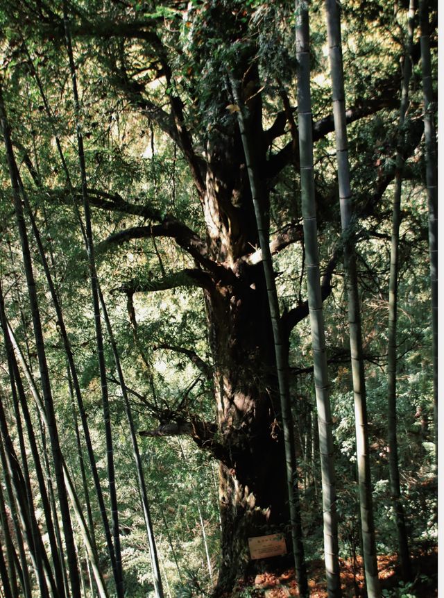 當地人都不知道青山綠水