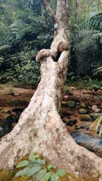 百里青黛，千年綠水長，吊羅山森林公園