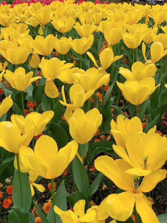 城市公園圖鑑，襄陽公園的鬱金香開好了