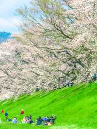 人間四月天，京都賞櫻全攻略