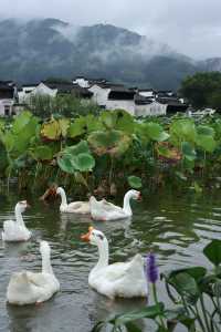 在安徽這個古鎮，我找到了心中的世外桃源