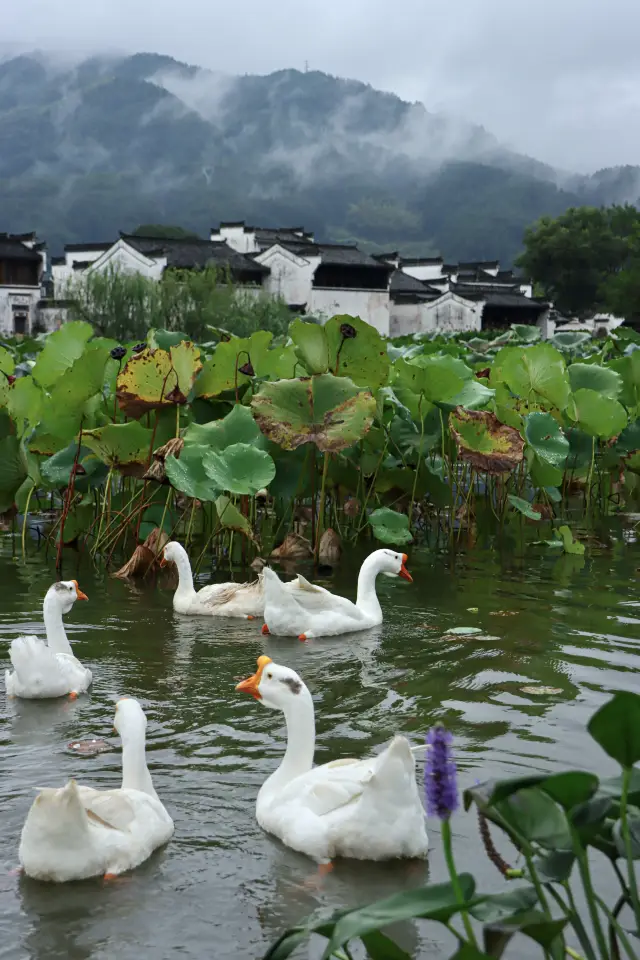 ในเมืองโบราณแห่งนี้ในอานฮุย, ฉันพบสถานที่แห่งความสงบที่ฉันตามหาในใจ