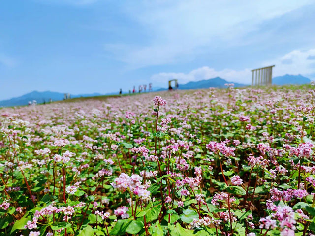 西安賞花攻略