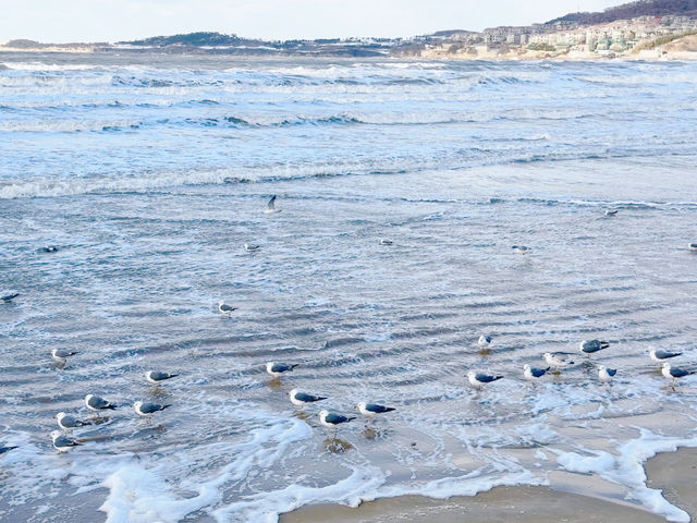 威海｜葡萄滩海水浴場｜北極圈威海分圈