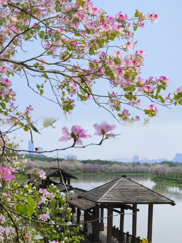 春の遠足記｜広州海珠湿地の保姆レベルの花見ガイド