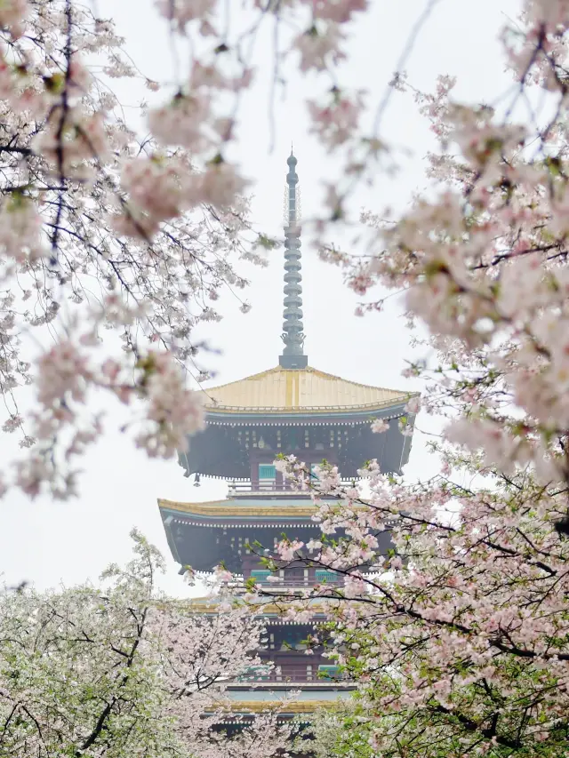 Wuhan | A springtime rendezvous at the East Lake Cherry Blossom Garden