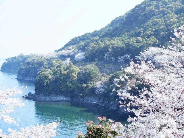 Sakura Alley In Minamata