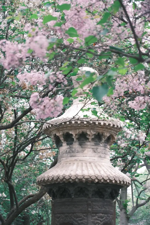 Millennial Fragrance, Lilacs in Full Bloom at Beijing's Fayuan Temple