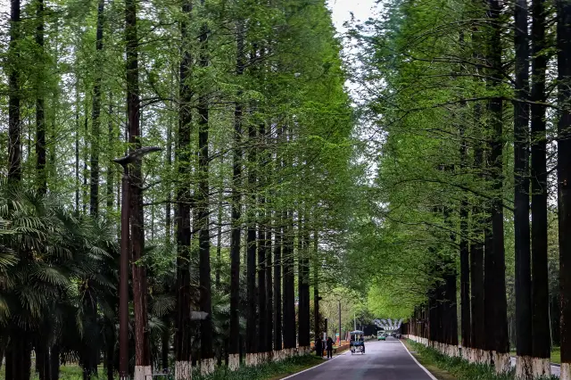 The Yellow Sea Forest Park, dominated by metasequoia trees