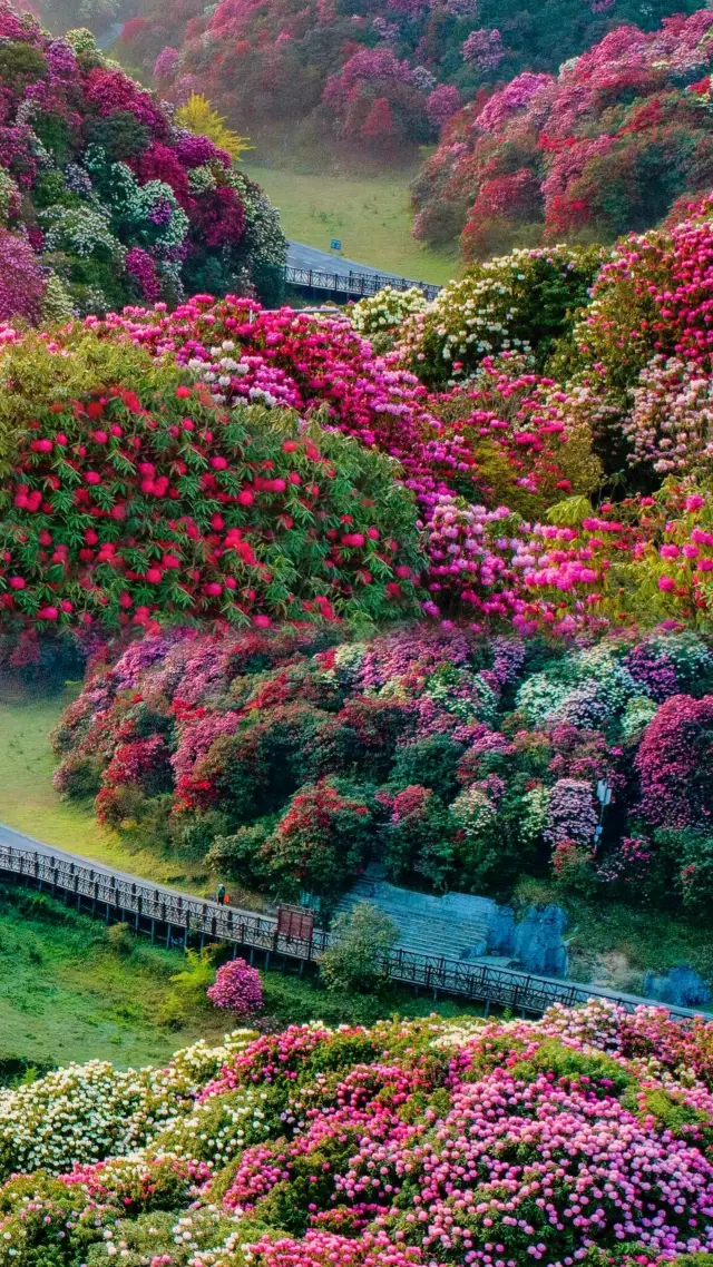 경이로운 구이저우 관광객 커버리지 10%에서 동백꽃 해 커버리지 90%