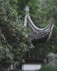 南京|一樹枇杷一樹金，江南真在詩畫裡