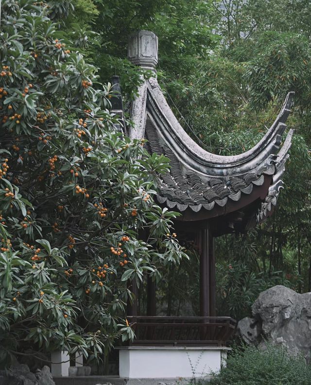 南京|一樹枇杷一樹金，江南真在詩畫裡