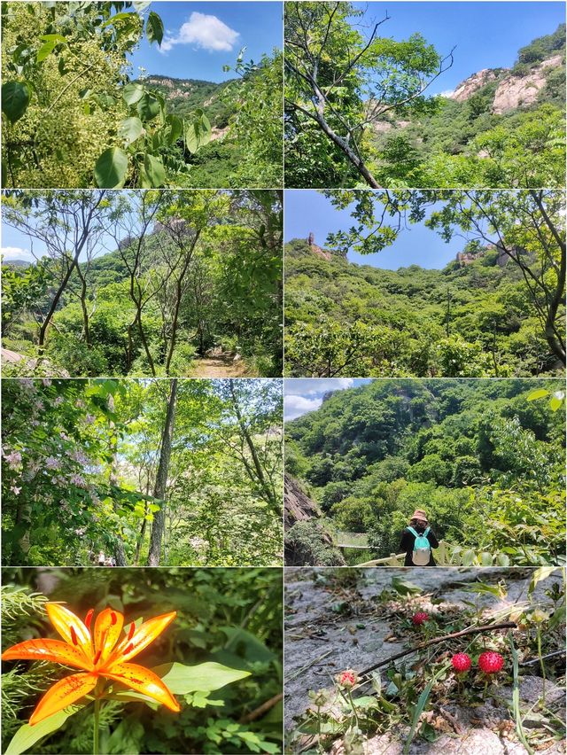 招虎山植物王國