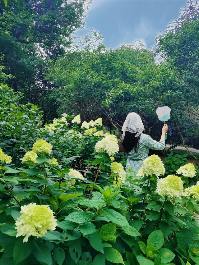 在成都！！鮮花織就的小徑