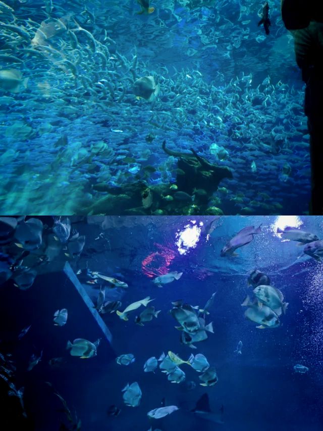 哈爾濱波塞冬海底世界丨打卡奇幻的海底王國