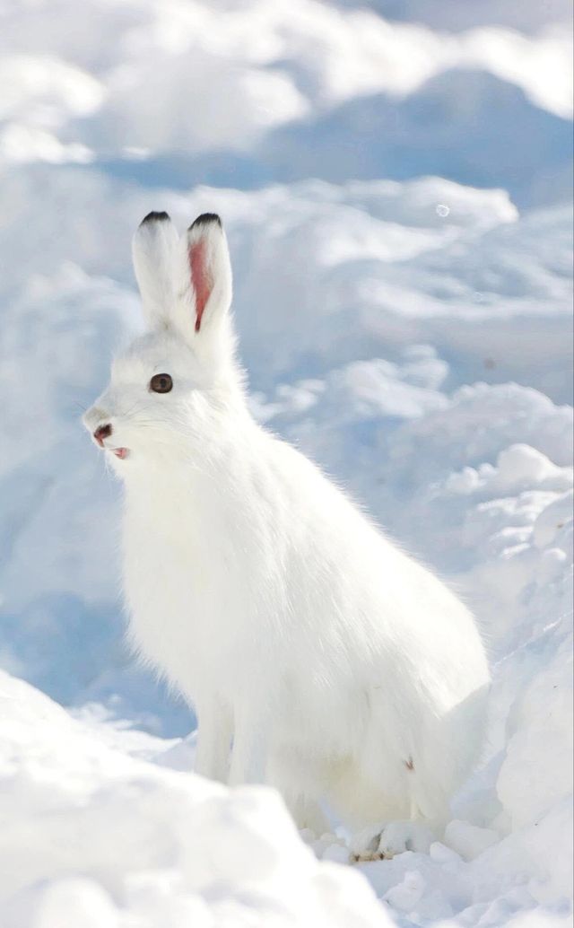 冬日仙境 | 新疆阿勒泰滑雪探險全攻略。 冬日仙境 | 新疆阿勒泰滑雪探險全攻略。