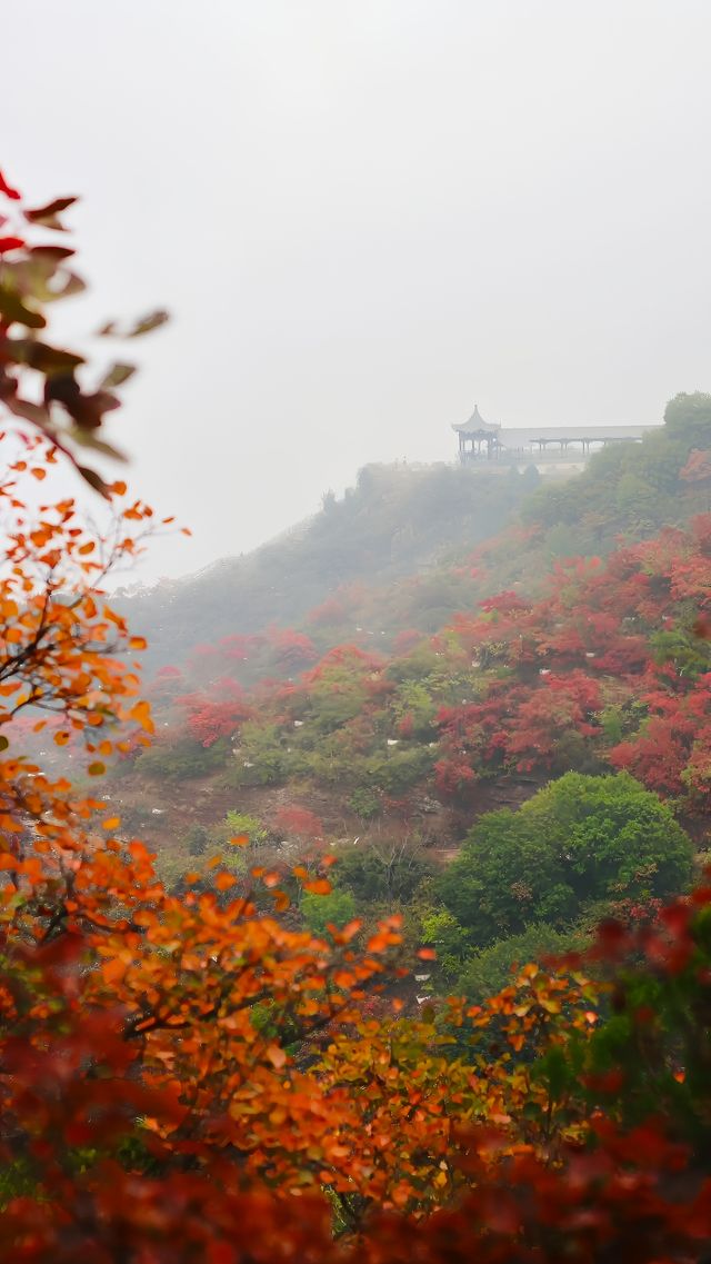 救命！發現一個鄭州附近最美紅葉觀賞地。