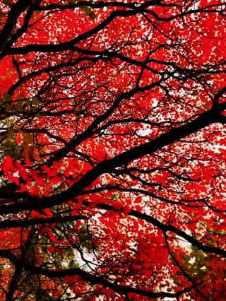 Frost-dyed red leaves and a mountain painted red, the scenery is as beautiful as a painting.