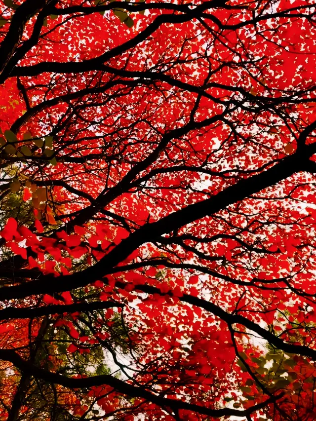 서리에 물든 붉은 단풍이 산을 물들여 아름다운 그림 같은 풍경을 만듭니다.