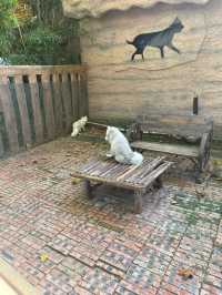 河南漯河神州鳥園｜去了不後悔的鳥園。