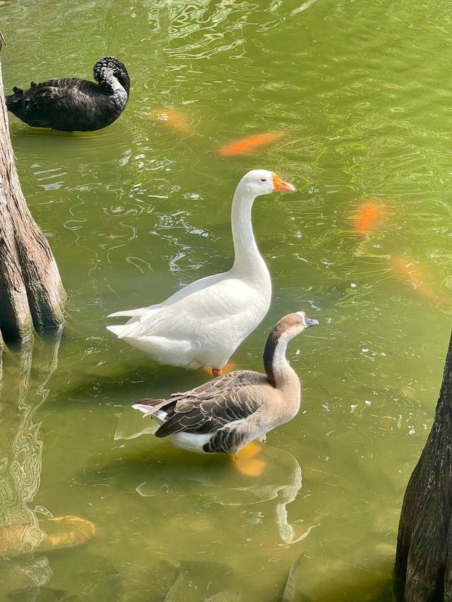 廣東東莞可園‖嶺南四大園林。