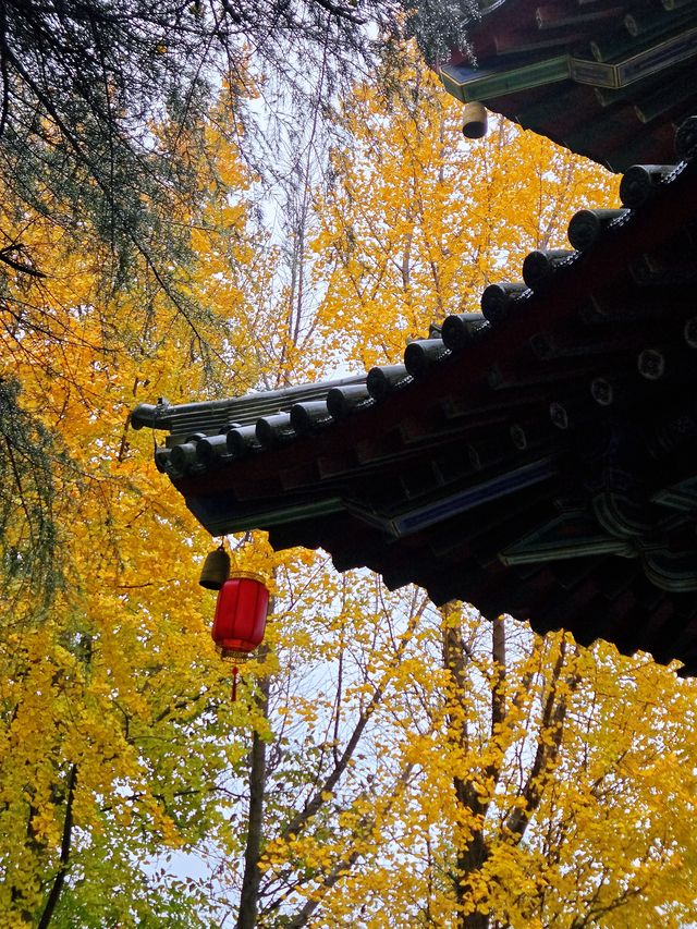 伊水河畔香山寺。