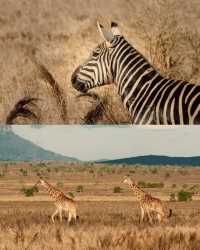 【野性呼喚】肯尼亞狂野之旅：Safari 與海灘的完美邂逅。