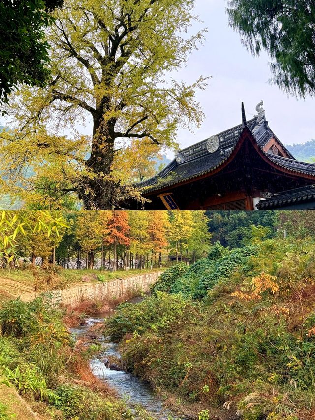 浙江人自家的喀納斯——安吉，下周迎來秋景巔峰