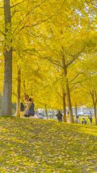 武漢解放公園賞秋攻略！來這裡感受金秋的浪漫