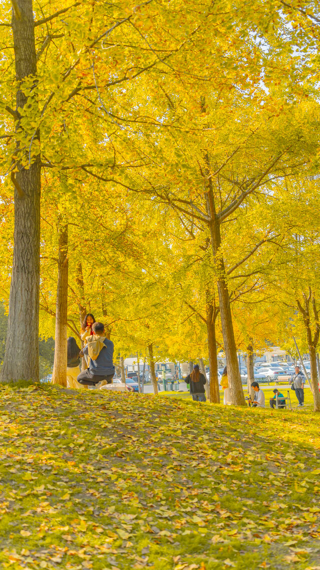 武漢解放公園賞秋攻略！來這裡感受金秋的浪漫