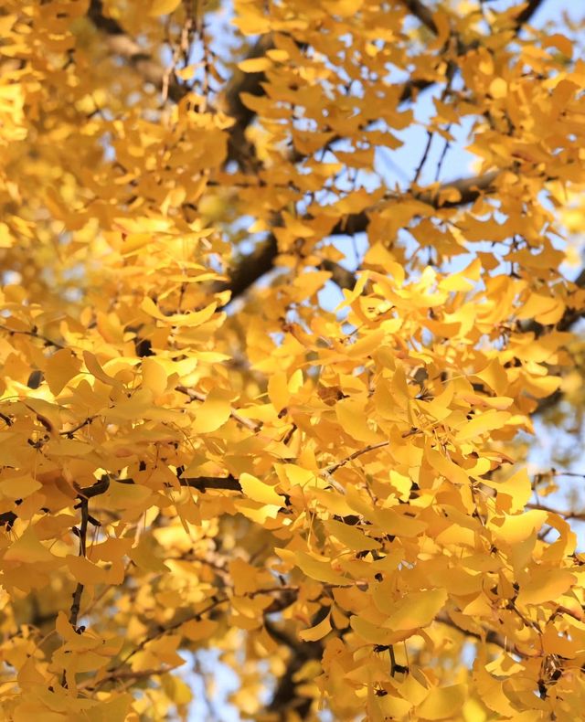 古樹公園的銀杏已到最後觀賞期！