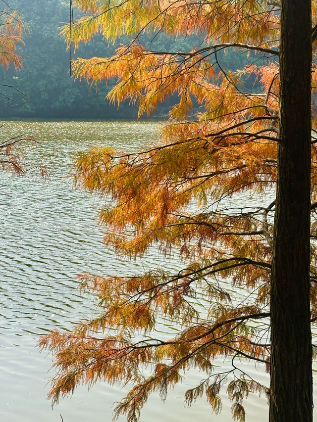 佛山三水森林公園